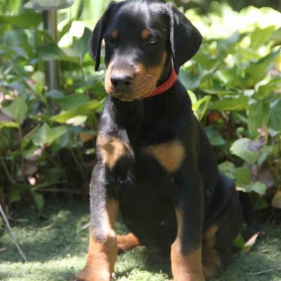 Negro Collar Rojo
