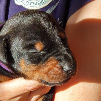 M Collar Morado 2