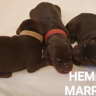 Hembras Marrones