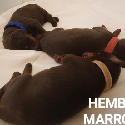 Hembras Marrones