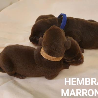 Hembras Marrones