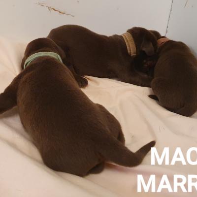 Machos Marrones