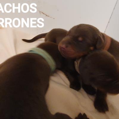 Machos Marrones