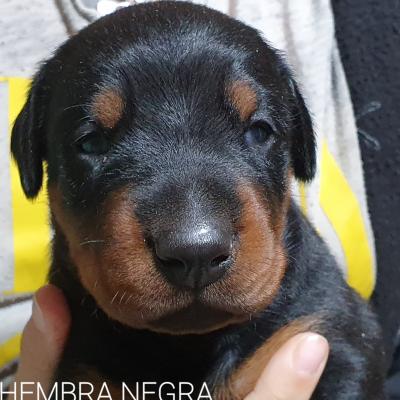 Hembra Negra