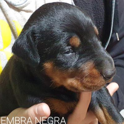 Hembra Negra