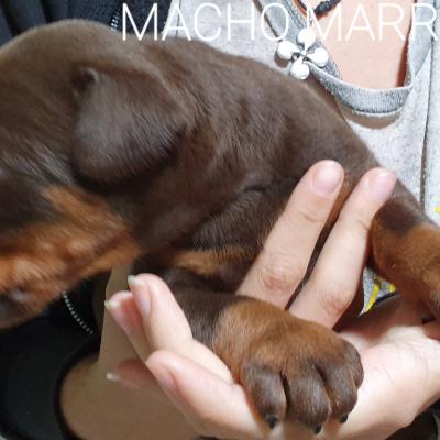 Macho Marron