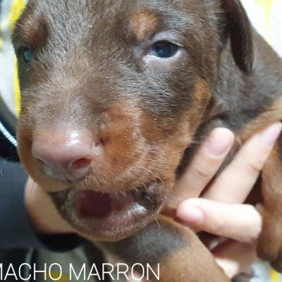Macho Marron