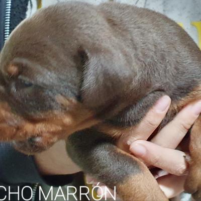 Macho Marron