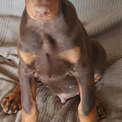Macho Marron