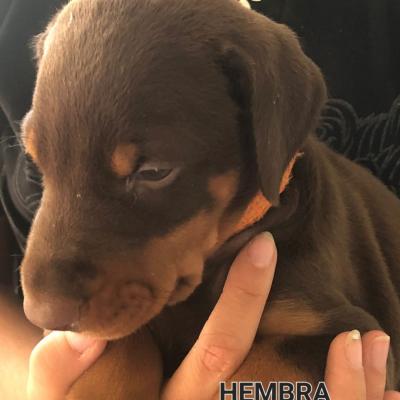 Hembra Naranja