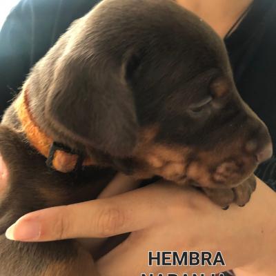 Hembra Naranja