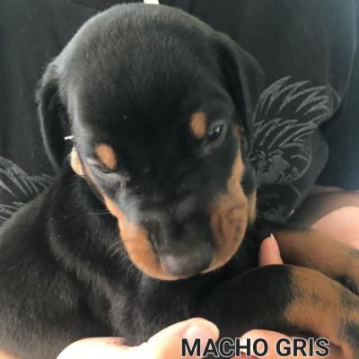 Macho Gris