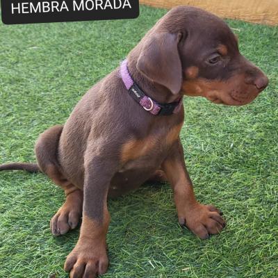 Hembra Morada 02