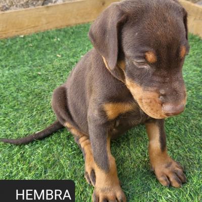 Hembra Naranja 02
