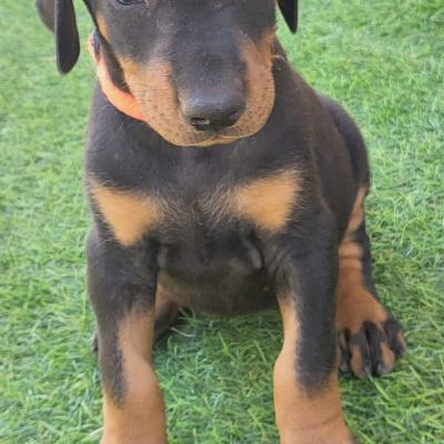 Hembra Negra 01