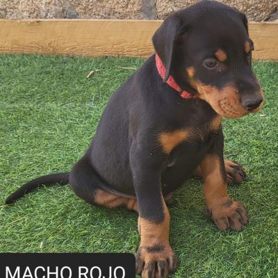 Macho Rojo 03