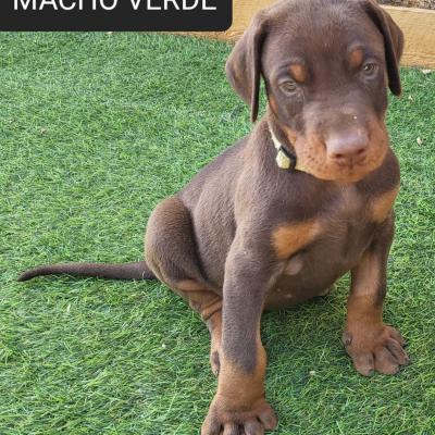Macho Verde 02