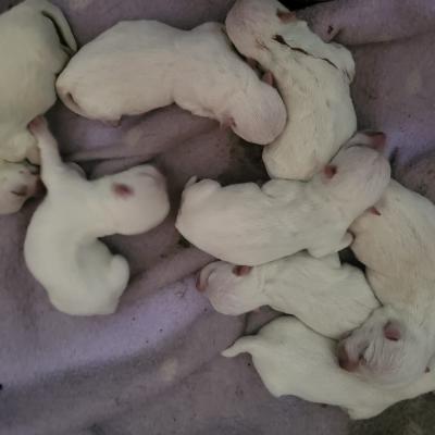 Westies 2