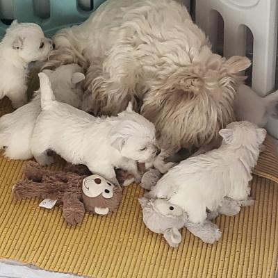 Westies